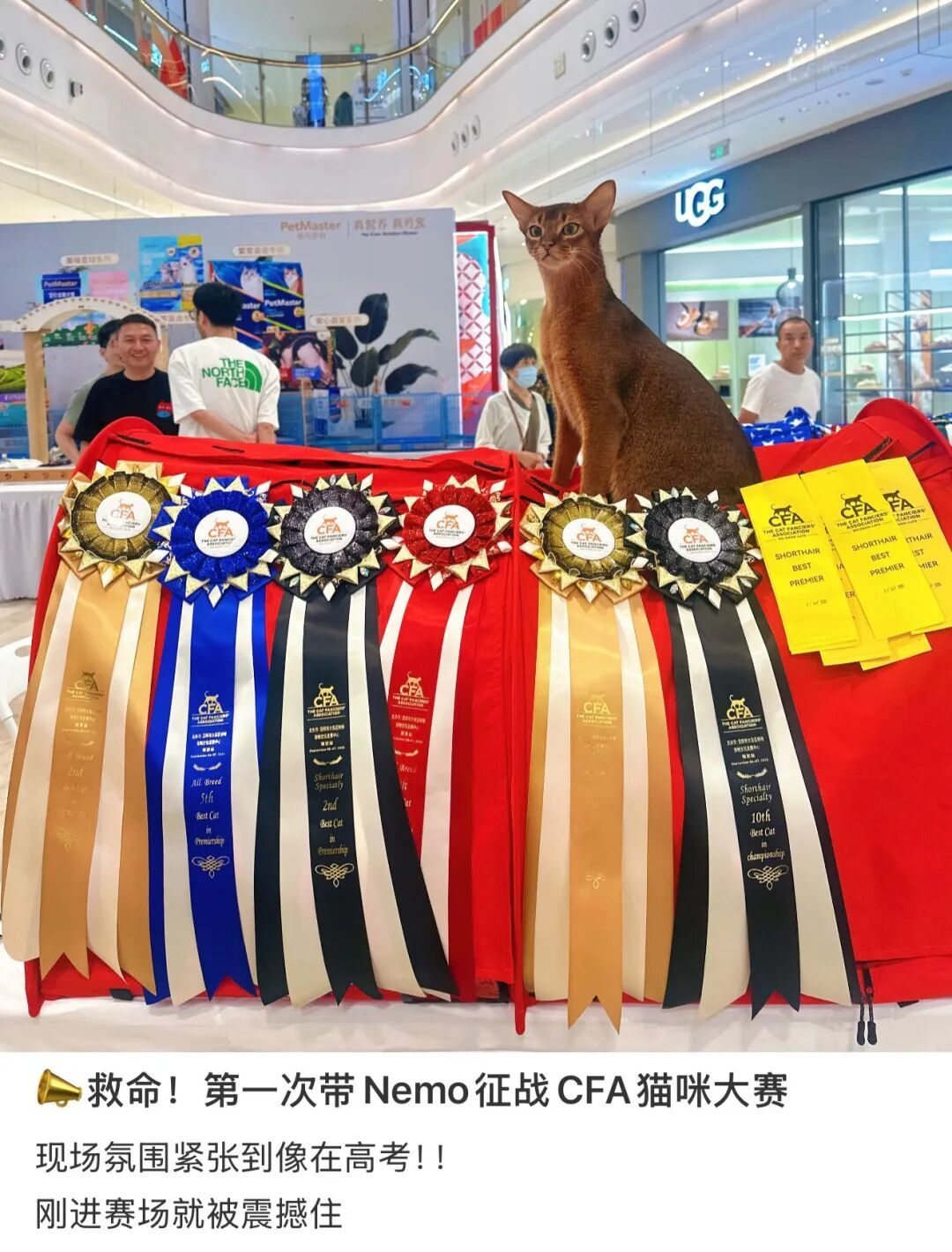 〓 图源小红书用户@阿比尼莫Nemo