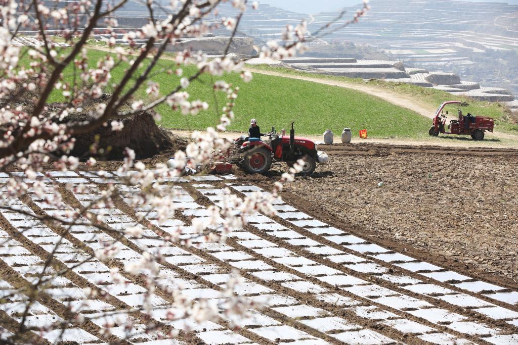 4月1日,农机手驾驶农机在甘肃省天水市武山县马力镇的田间覆地膜春耕。新华社发(王克贤 摄)