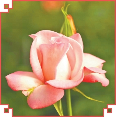 宝华月季。太 源摄（人民视觉）