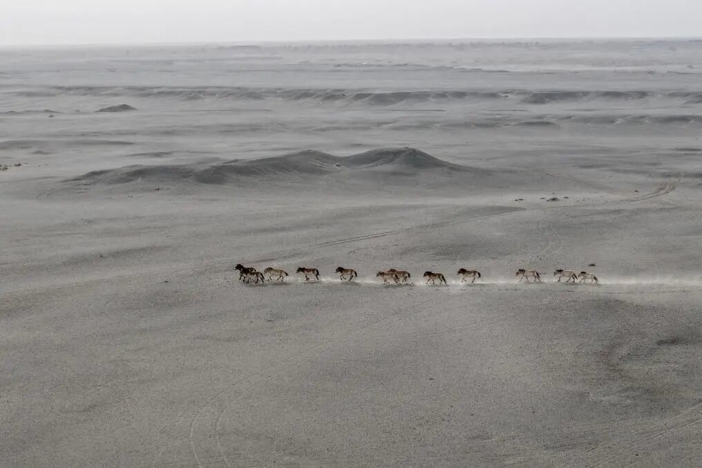 一群普氏野马在甘肃敦煌西湖国家级自然保护区的戈壁荒漠上奔跑（无人机照片）新华社记者　郎兵兵　摄