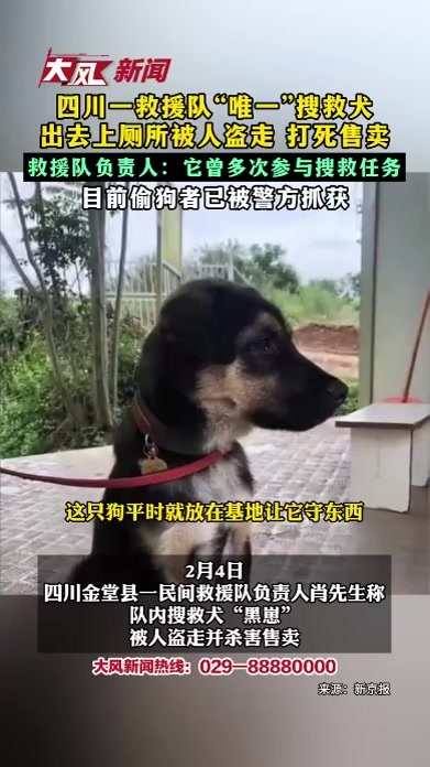 四川一救援队“唯一”搜救犬 出去上厕所被人盗走 打死售卖 救援队负责人：它曾多次参与搜救任务 目前偷狗者已被警方抓获