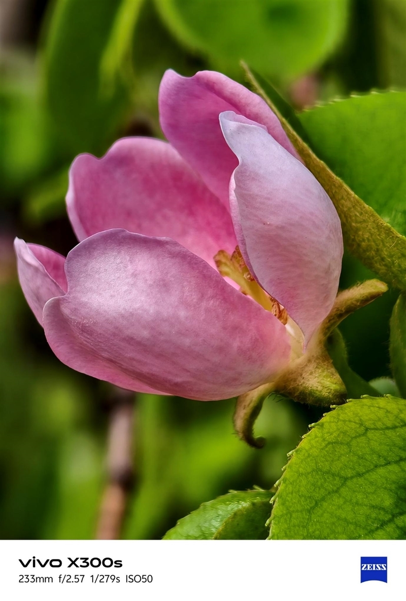 天玑9500搭配蔡司影像 vivo X300s手机全面评测:省心耐用的直屏主力机