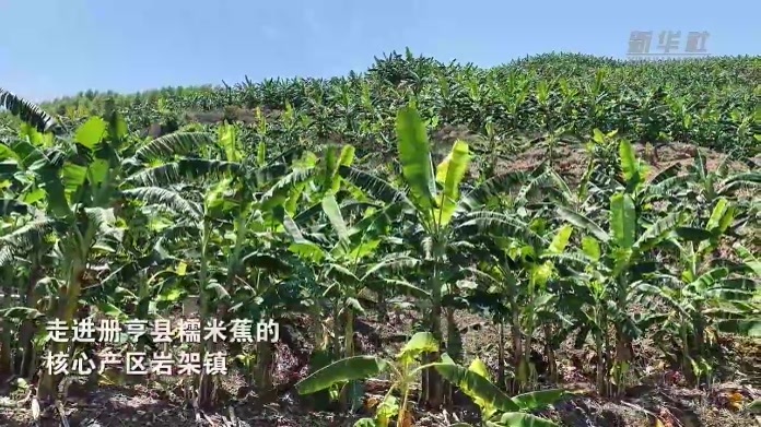 一次最多能吊200斤 无人机当起糯米蕉“搬运工”