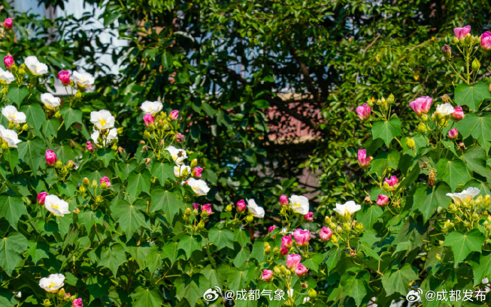【#成都芙蓉进入最佳观赏期#！送你一片美景】进入秋天后，枝头上的热闹
