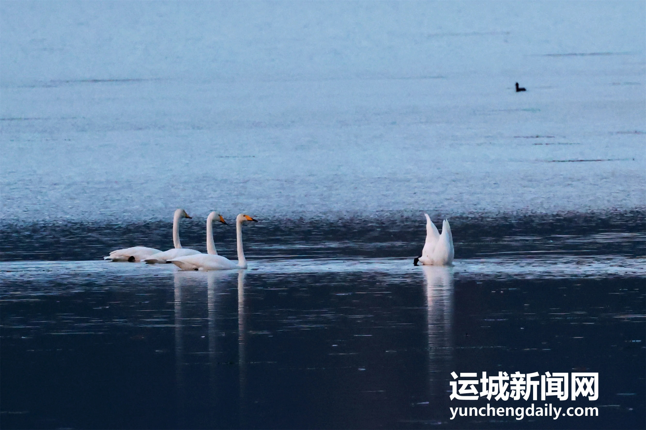 【天鹅栖三湾 湿地入画来】连日降温，百余只越冬的大天鹅如约飞抵平陆黄