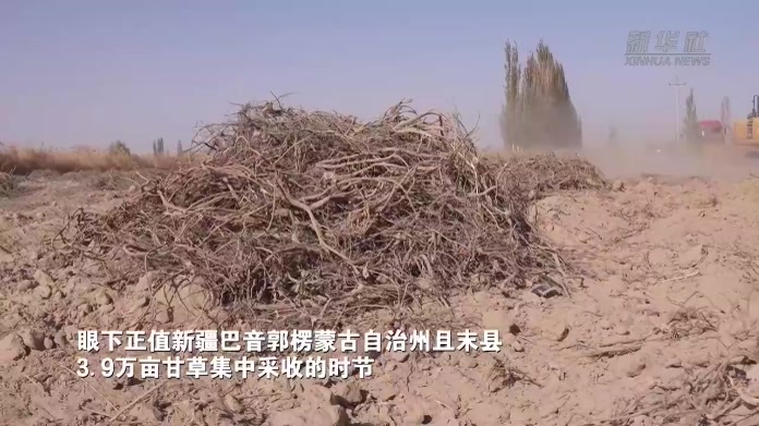 新疆且末县：大漠边缘甘草丰收
