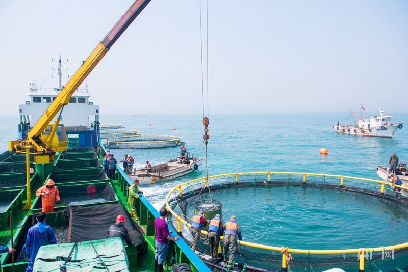 海洋牧场迎来丰收时刻(央广网发 王伟 摄)