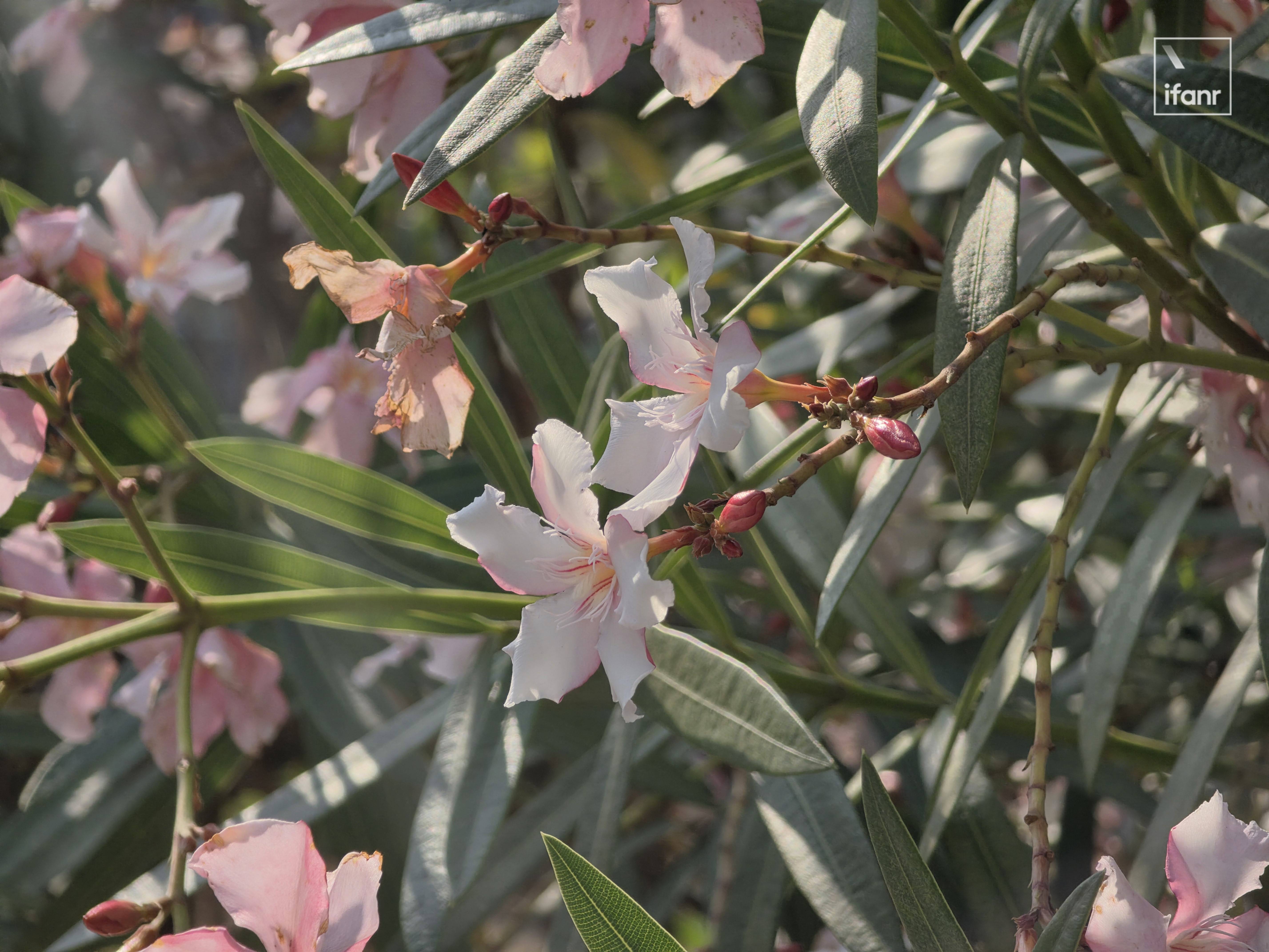 2026 年第一个机皇,粉丝先买|三星 S26 Ultra 评测