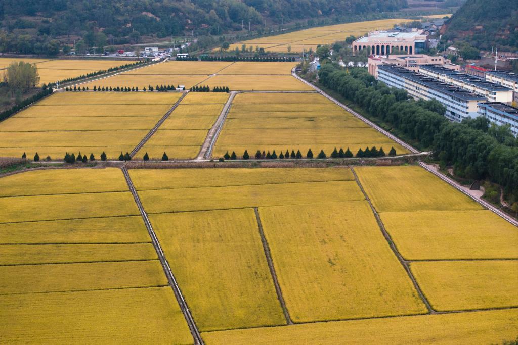 这是2025年10月16日拍摄的南泥湾稻田景色（无人机照片）。新华社记者 邵瑞 摄