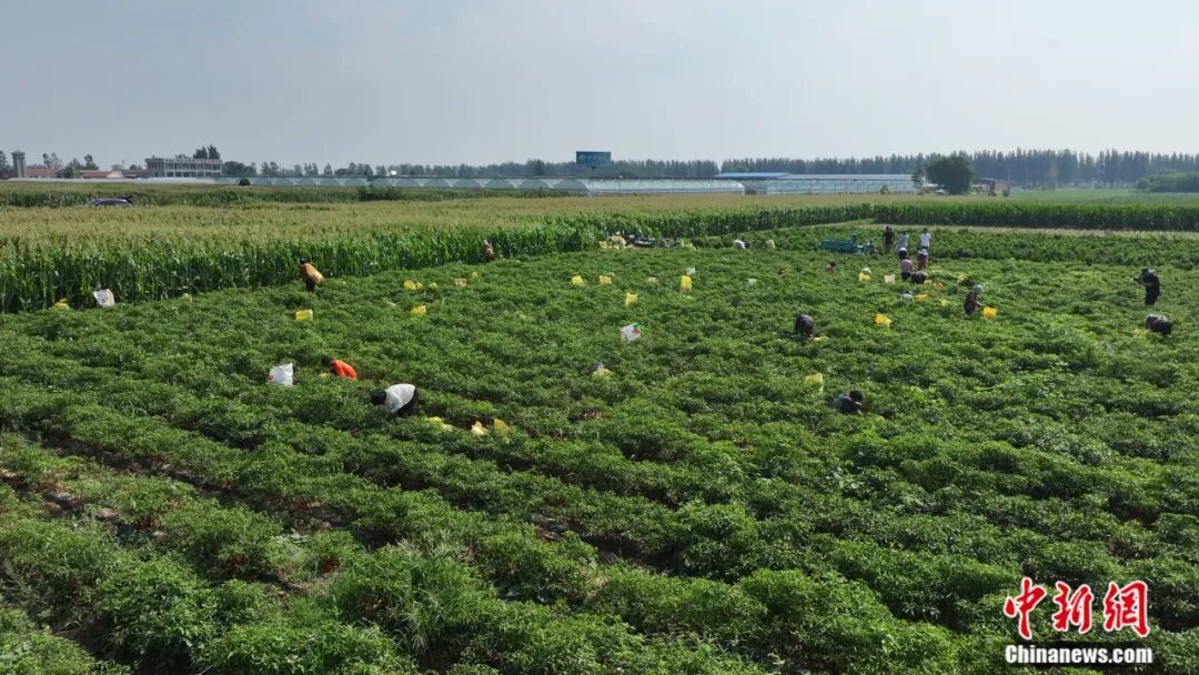 图为鸡泽县椒农正在采摘辣椒。王超 摄