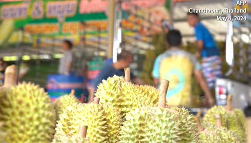 泰国仍是中国榴莲市场的主要供应国 视频截图