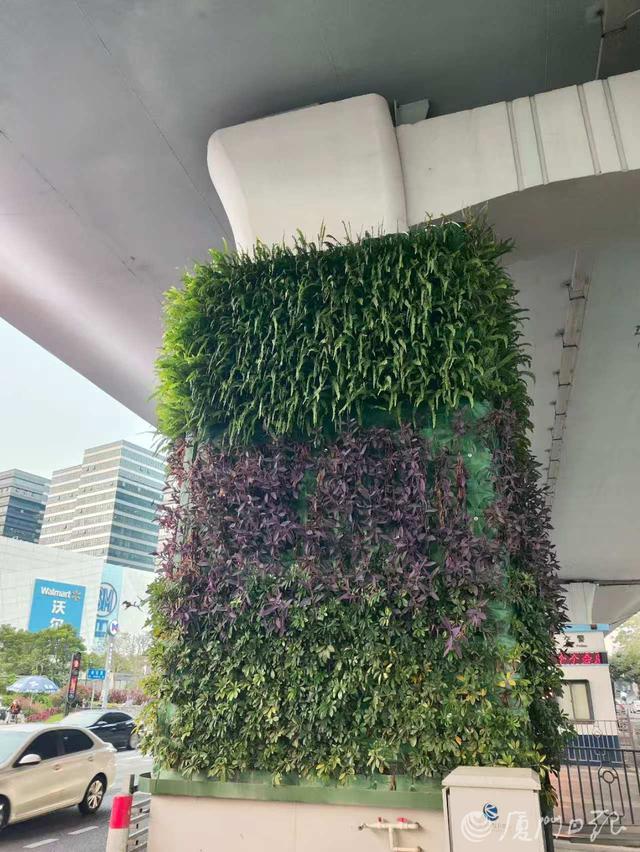 仙岳高架SM城市广场段这类人流车流量较大的“门面地段”,园林部门选用紫竹梅、肾蕨、鸭脚木等,做桥墩绿化的组合搭配。(绿化中心 供图)