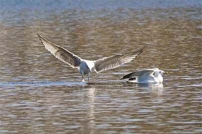 栖息于什刹海的西伯利亚银鸥