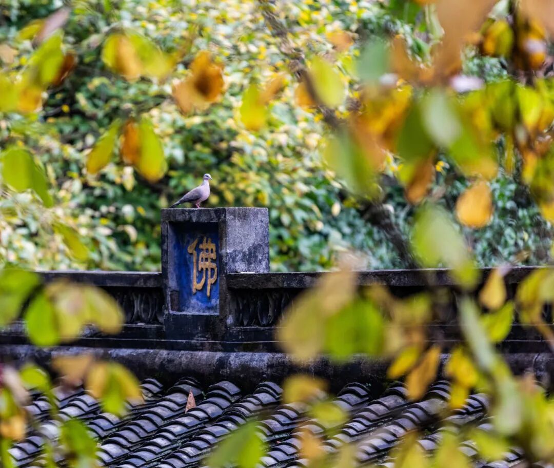 摄图网_701033651_banner_杭州法喜寺（企业商用） (1).jpg