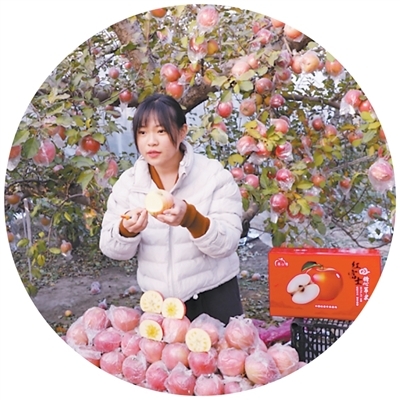 临猗立林优选农场在齐村一处果园直播。　　杨鸿闻摄