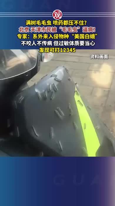 满树毛毛虫、喷药都压不住？北京、天津市民被“毛毛虫”逼疯！专家：系外来入侵物种“美国白蛾”，不咬人不传病，但过敏体质要当心，发现可打12345