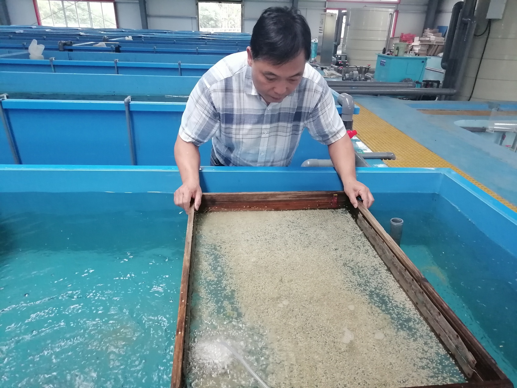 周亮正在筛选鱼苗。周亮供图