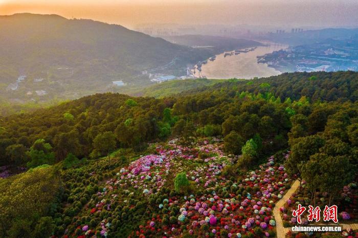 图为放牛村漫山杜鹃花开。郭旭 摄