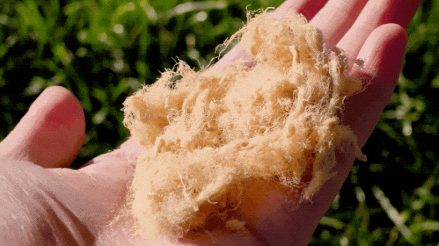 FOODIE_1770603619.2026-02-09 10_27_17.gif