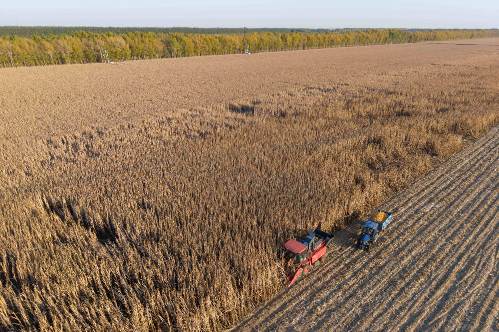 2025年10月13日，在黑龙江省肇东市五里明镇东升村应用中国农业大学肇东实验站集成“大垄双行密植+水肥一体化+秸秆粉碎深埋”技术模式的试验田里，当地农机专业合作社的农民在收获玉米（无人机照片）。