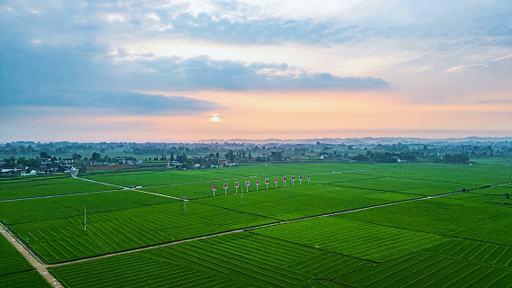 位于德阳市罗江区的国家级水稻油菜制种基地（央广网记者 昌思荣 制）
