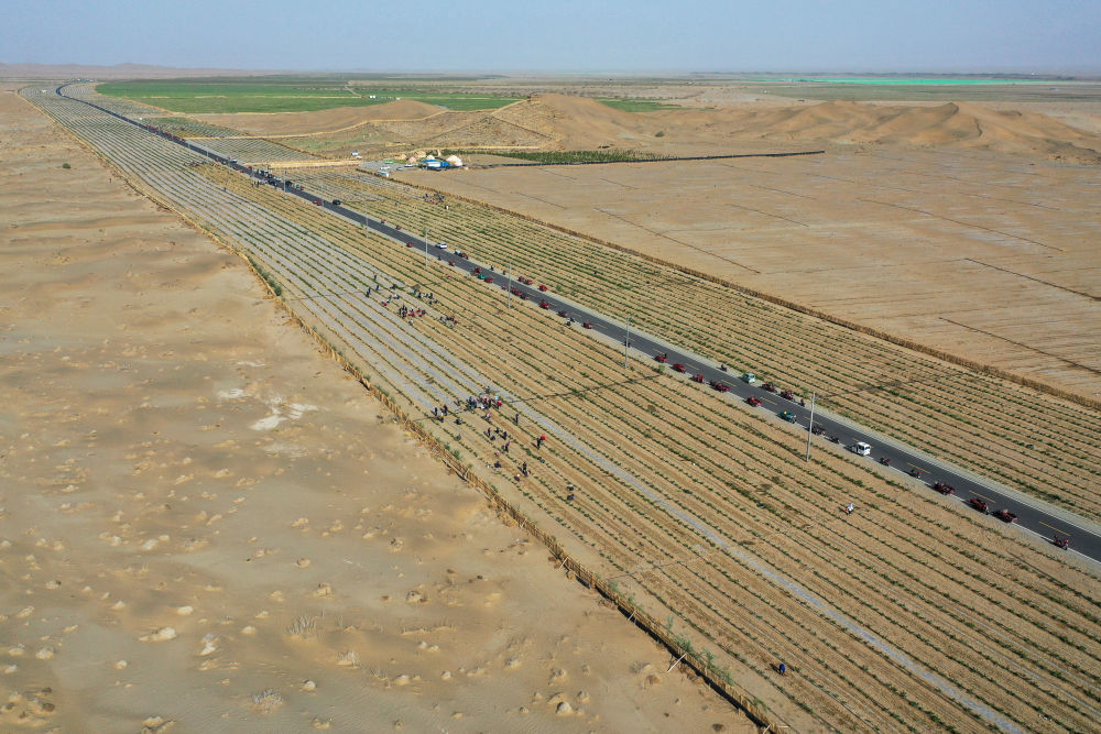 在新疆和田地区于田县万花园防沙治沙示范区，村民在玫瑰种植区套种中药材射干（4月15日摄，无人机照片）。　 新华社记者 丁磊 摄