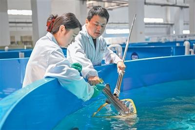 三峡集团长江生物多样性研究中心，科研人员给中华鲟打标（摄于2025年）。新华社记者 杜子璇摄