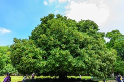 近日,钟山灵谷景区树龄150余年的“金陵桂花王”进入盛花期,秋风中,满树金蕊,浓香四溢。 通讯员 黄昱东 南京日报/紫金山新闻记者 段仁虎 摄