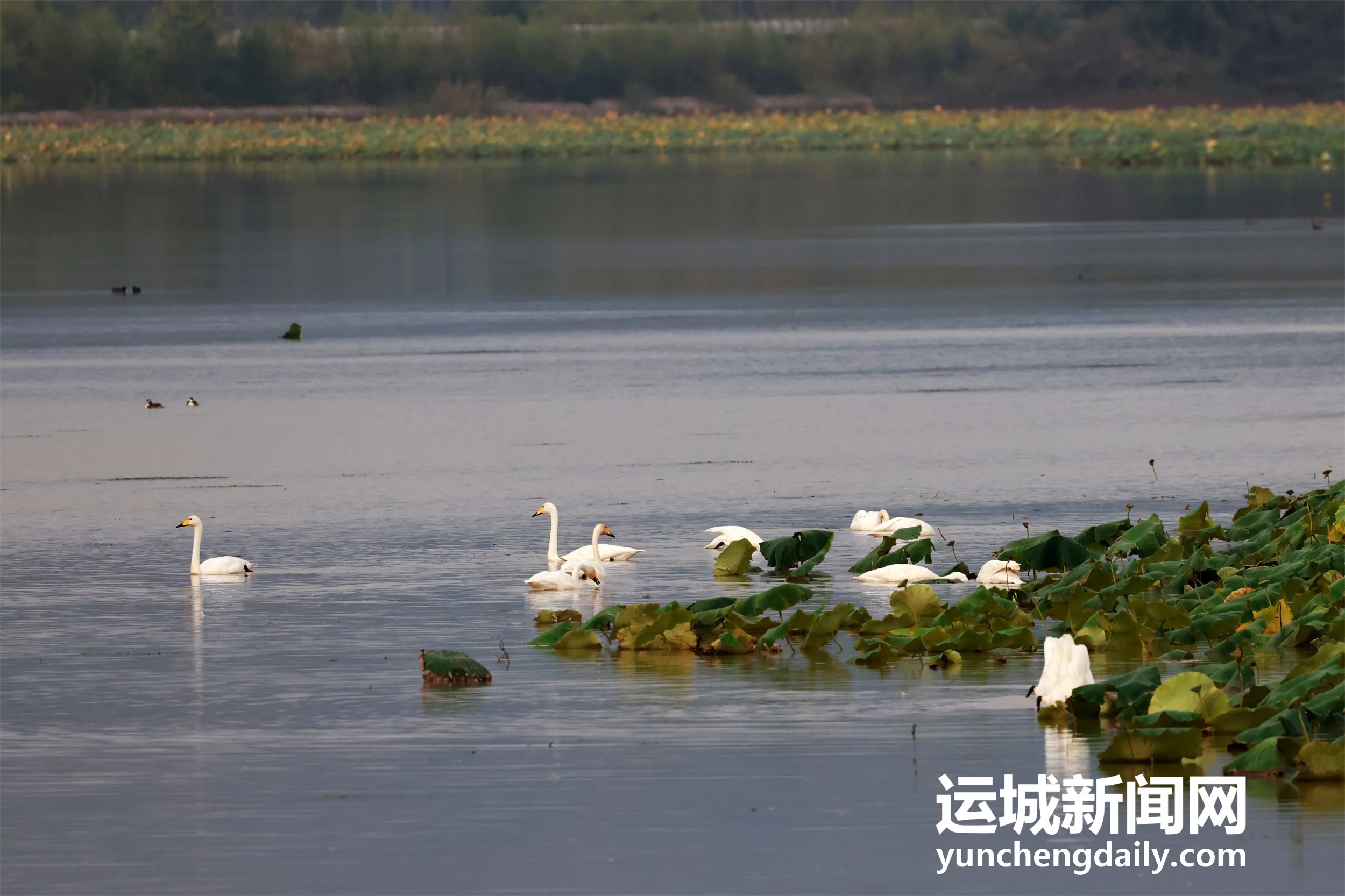 【天鹅栖三湾 湿地入画来】连日降温，百余只越冬的大天鹅如约飞抵平陆黄