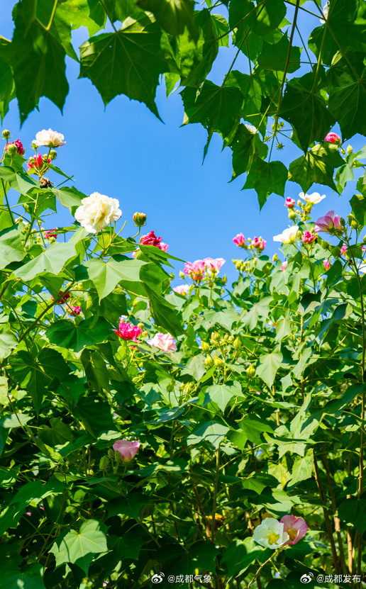 【#成都芙蓉进入最佳观赏期#！送你一片美景】进入秋天后，枝头上的热闹