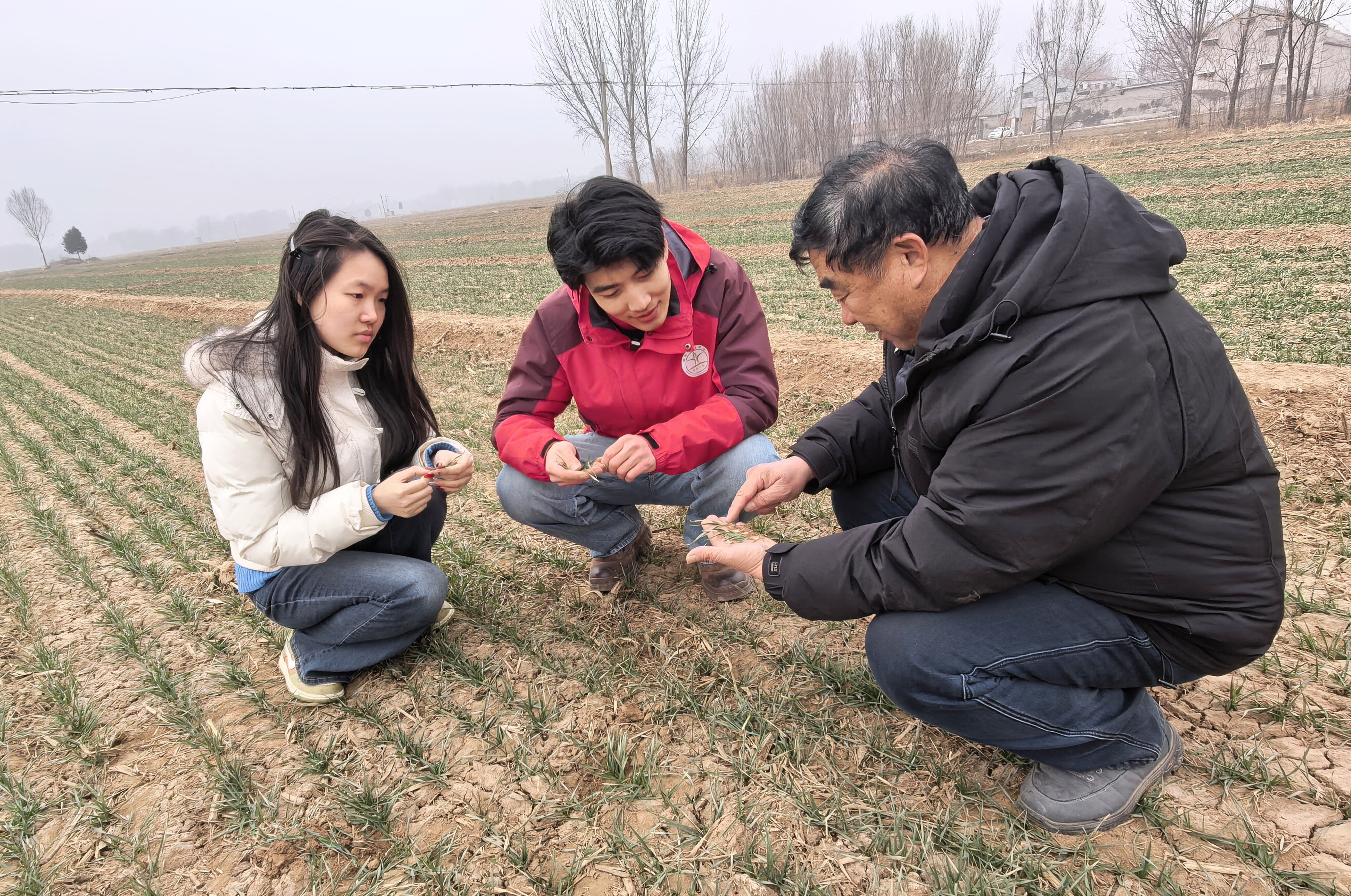 1月31日早上，中国农业大学曲周实验站研究生李康宁、龚若鱼和北油村种粮大户吕桂生一起察看苗情。农民日报全媒体记者 李杰 摄