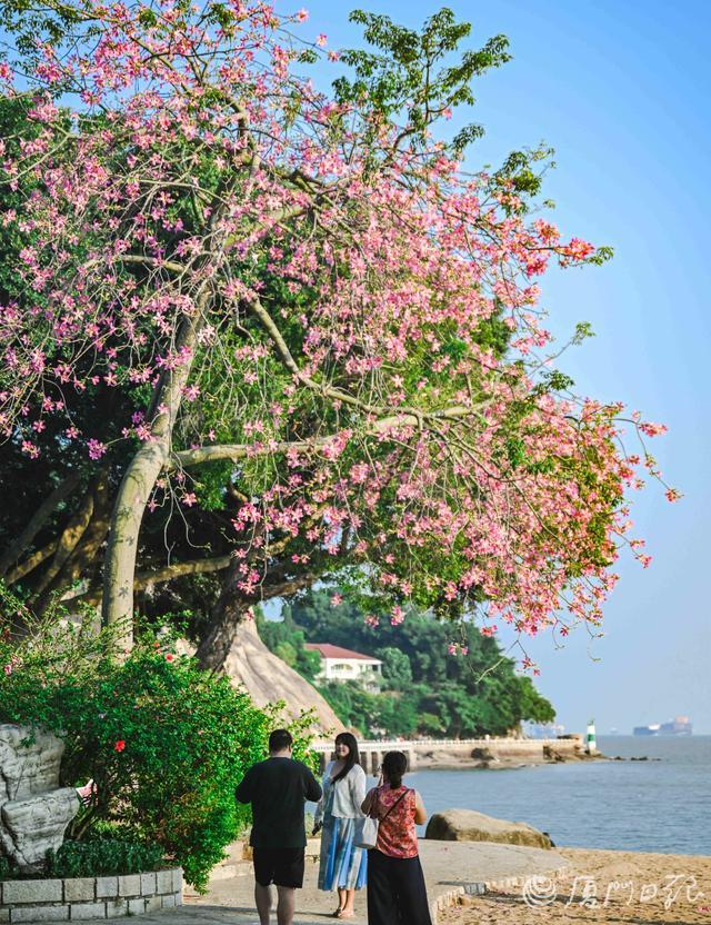鼓浪屿美华沙滩盛开的异木棉。（本报记者 林铭鸿 摄）