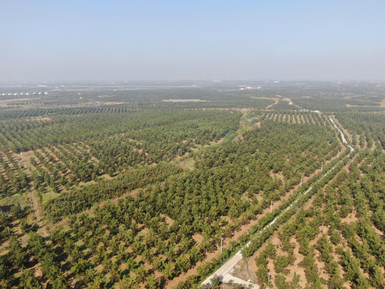 丰景农业公司碧根果基地。冯斌摄