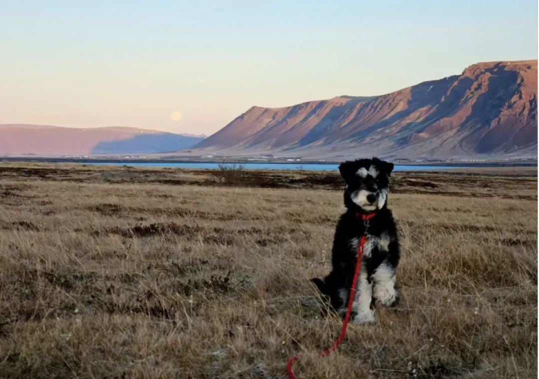 Megan 的小狗/受访者提供