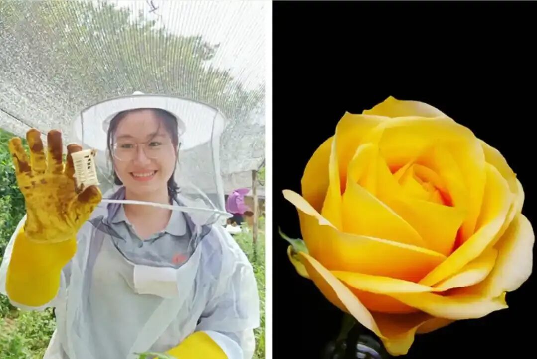 ·广西百色乐业县新化镇百坭村第一书记黄文秀与“文秀”月季。(人民日报)