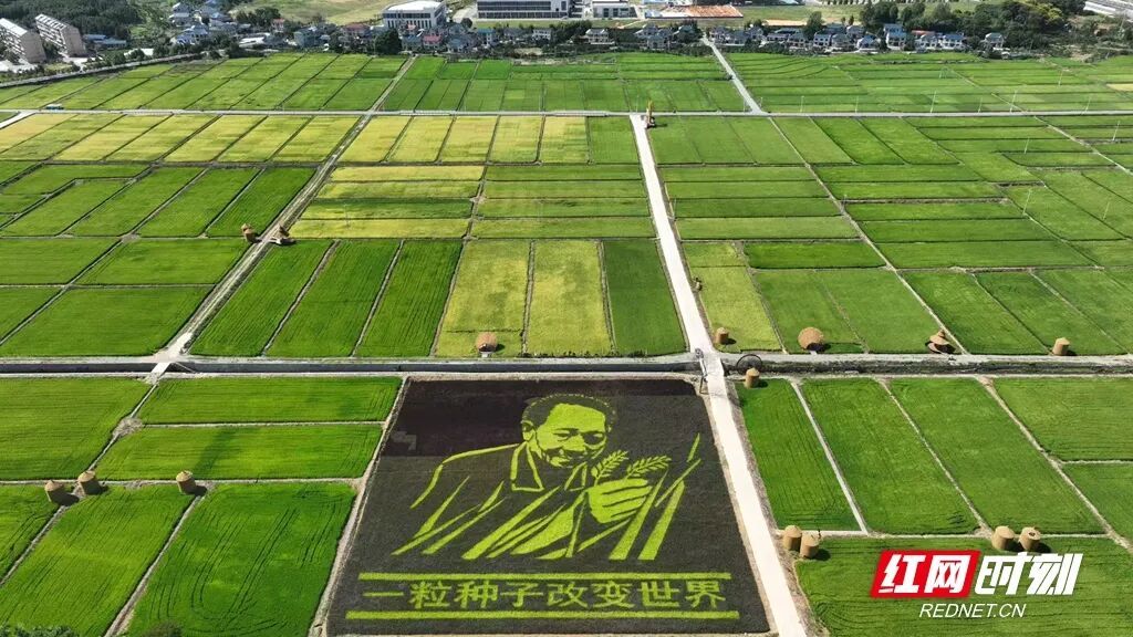 耕地是粮食安全的命根子。