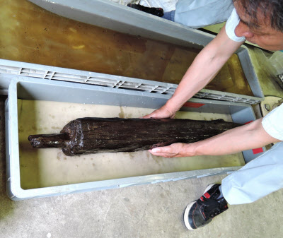 绳文时代石川县能登町真胁遗址出土的一件带有榫卯结构特征的木材。距今约5300-2500年。