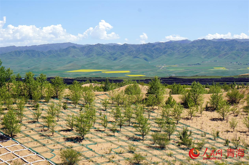 行进中国|三十年,一捧沙到一片林_凤凰网
