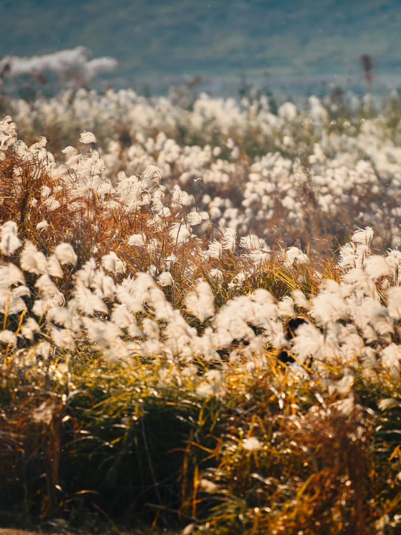 3744CAD9-EB0D-4568-A24D-EAE637DABEE3.png.png