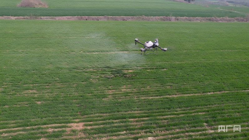 无人机在麦田进行飞防作业（央广网发 张旭 摄）