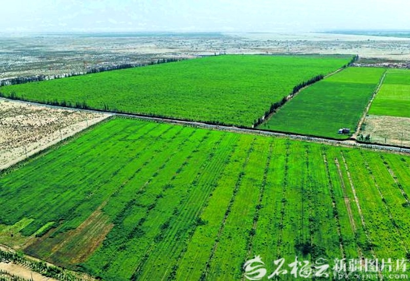 在洛浦县杭桂镇防沙治沙区，林果、苜蓿等作物长势喜人（6月4日无人机摄）。 阿卜力米提&middot;阿力木江摄