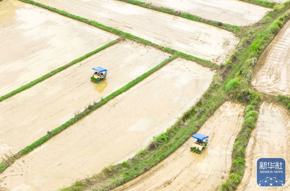 ↑ 4月9日,江西省九江市都昌县汪墩乡细桥村,农民驾驶插秧机进行插秧作业(无人机照片)。新华社发(傅建斌摄)