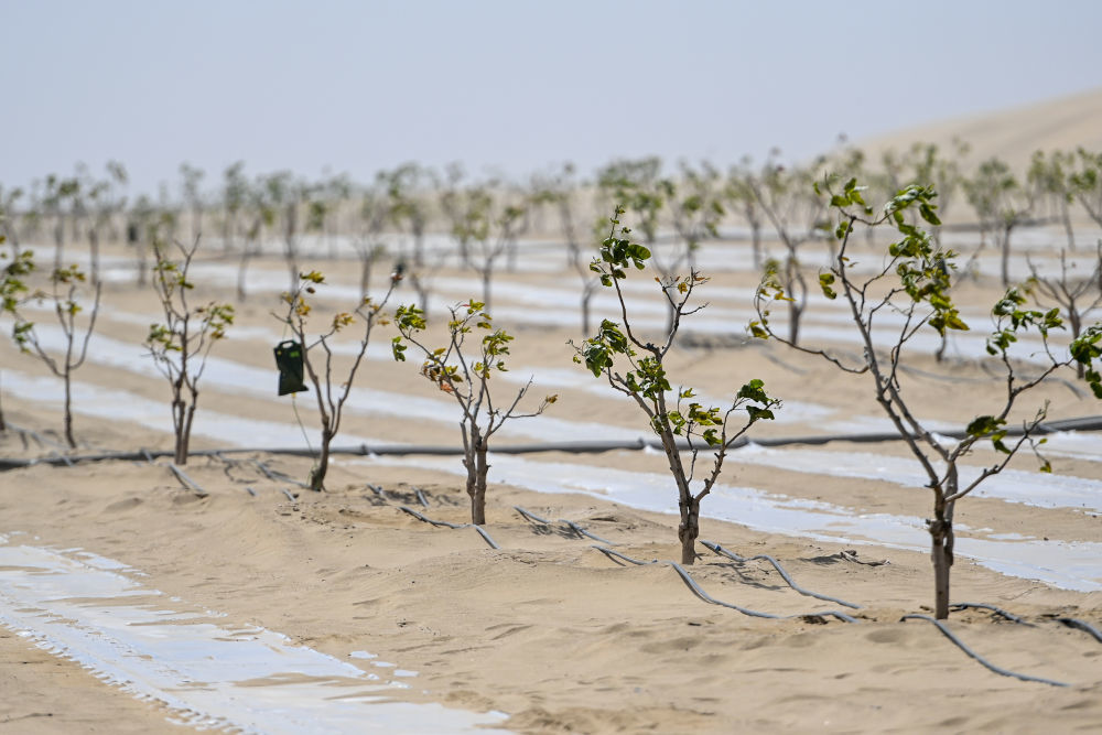 这是在新疆和田地区和田县三万亩群众防沙治沙区拍摄的开心果树（4月16日摄）。　新华社记者 丁磊 摄