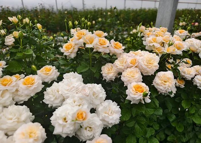 ·蔡艳飞和团队选育的月季新品种。(人民网记者 符皓/摄)