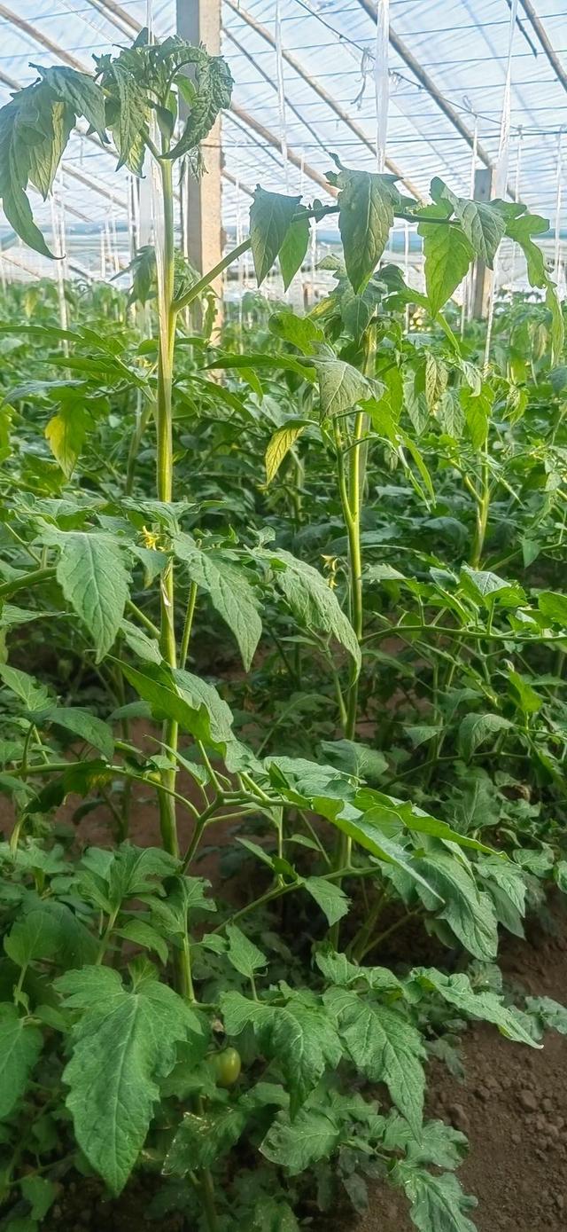 番茄植株