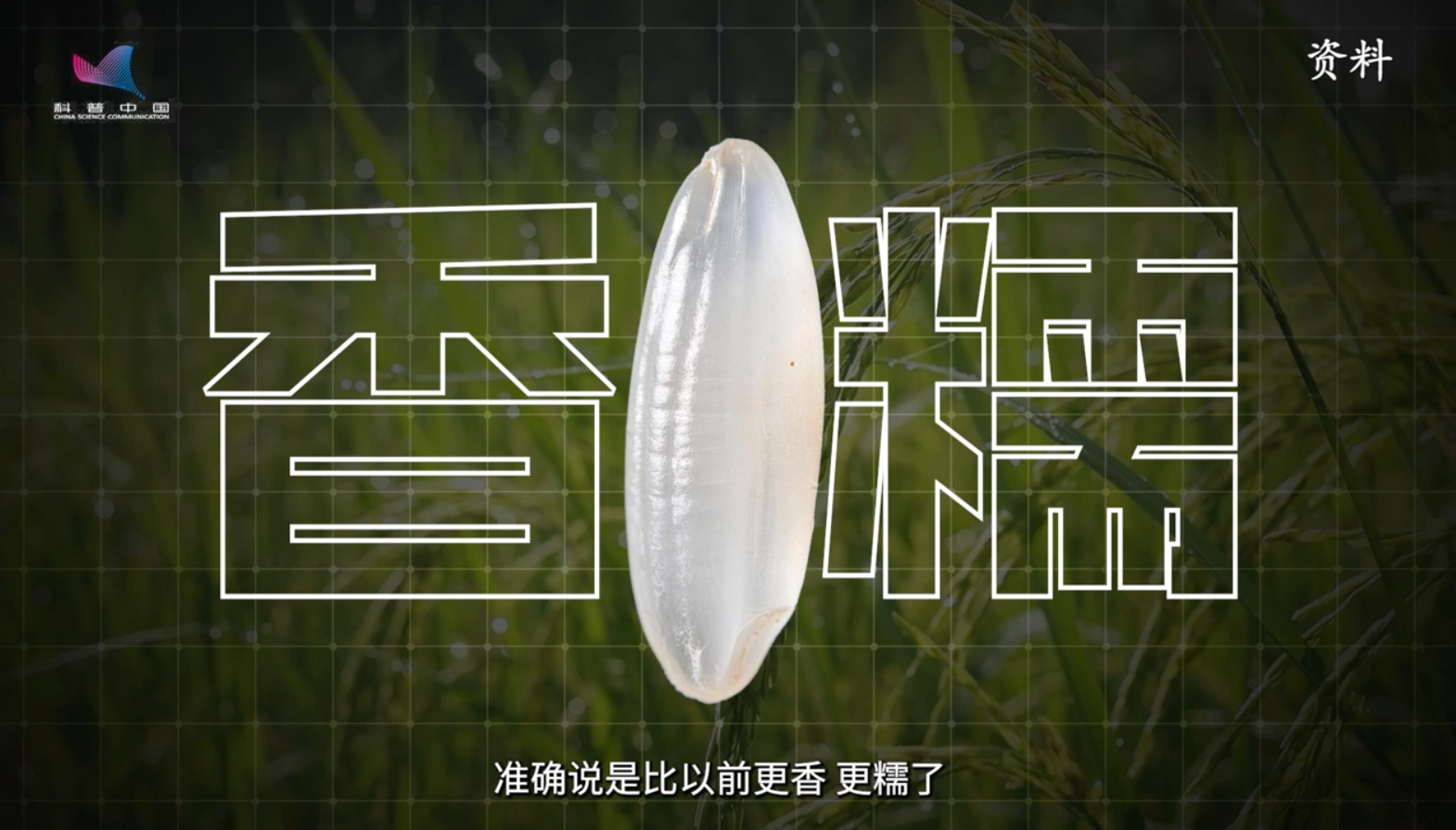 丰收密码｜一粒“中国种”，万家米饭香