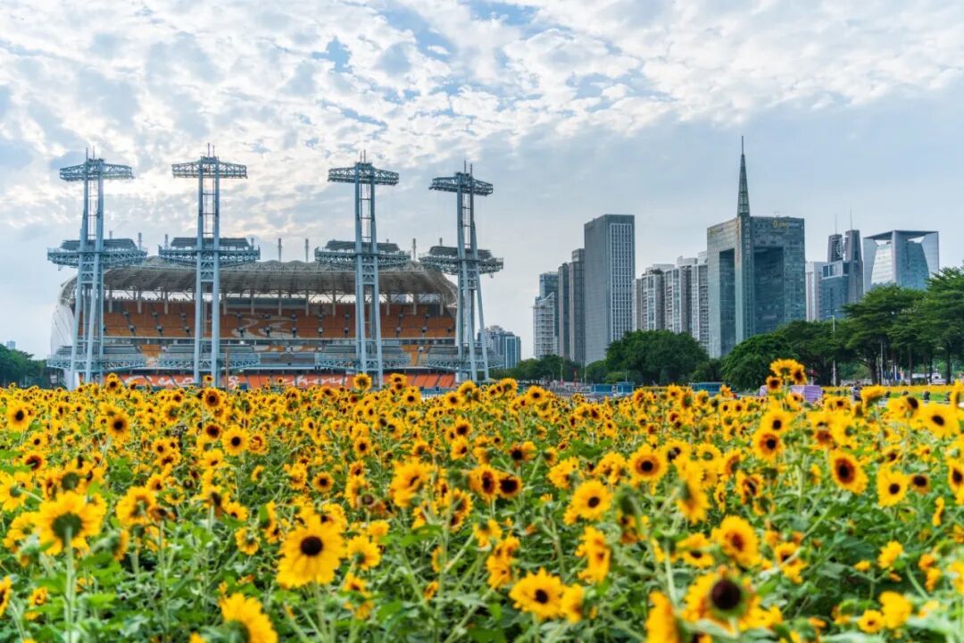 摄图网_701166698_广州海心沙亚运公园的向日_(企业商用).jpg