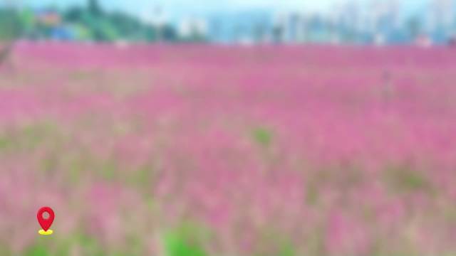 #达州新闻#【美翻！达州这片粉色云海等你来打卡】秋风赴约，粉黛成云。