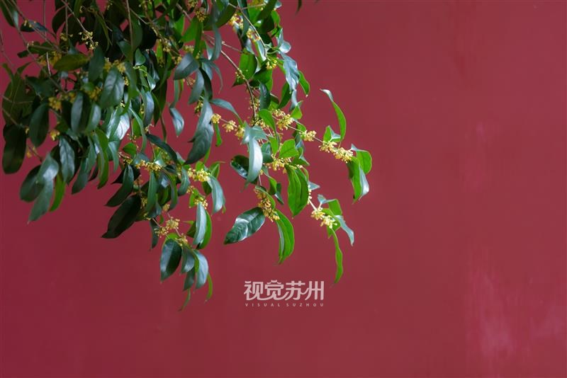 10月11日,吴江文庙内桂花飘香。古树名木与千年文庙相映成趣,勾勒出独有的中式古典美学氛围。眼下桂花正值最佳观赏期,这里也成为市民感受苏式秋日、邂逅传统文化的绝佳打卡地。