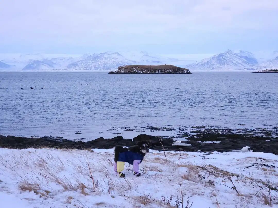 Megan 的小狗/受访者提供